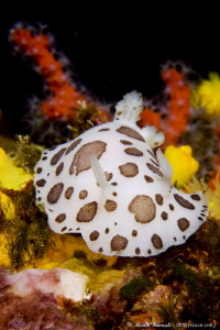 The Mediterranean spotted sea slug (Discodoris atromacula... by Marco Faimali (ismar-Cnr) 